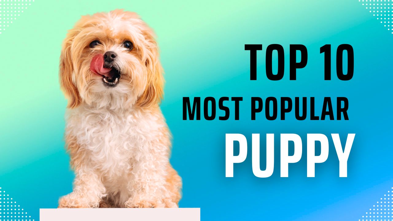 What is the 10 most popular dog breed in the United States?