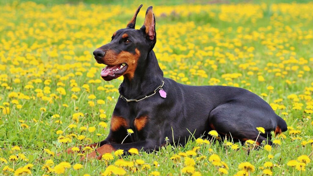 What is the 10 most popular dog breed in the United States?