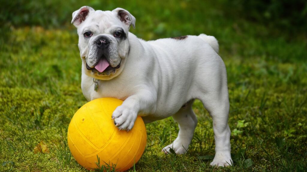 What is the 10 most popular dog breed in the United States?