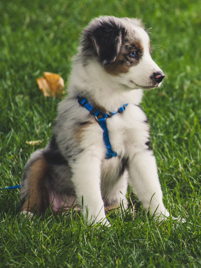 Top 10 Longest Living Dog Breeds in the U.S.