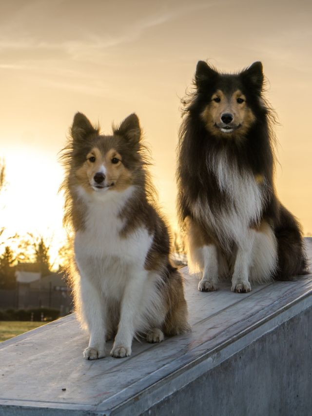 Top 10 Longest Living Dog Breeds in the U.S.